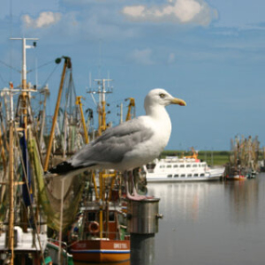 Möwe am Hafen von Greetsiel an der Nordseeküste